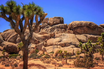 Rocks and Landscapes of Joshua Tree, Joshua Tree National Park, California