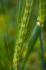 Obraz premium épi de blé_1