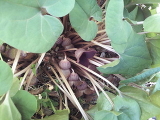 
Purple wildflowers blooming in the garden