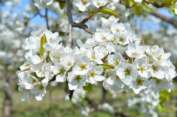 Pear flower in full bloom in spring