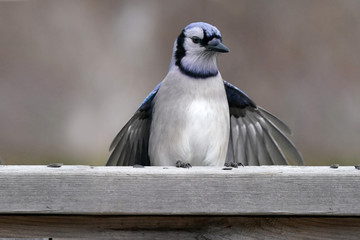 Blue Jay in fight towards deck
