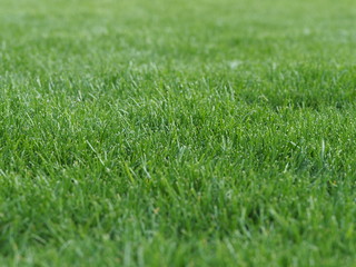 Fototapeta na wymiar freshly mowed lawn with grass