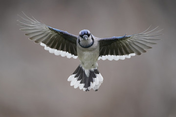 Obraz premium Blue Jay in fight towards deck 