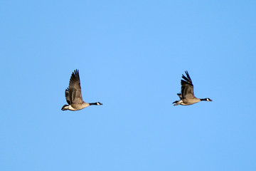 Canada Geese swimming or flying or landing on water