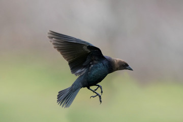 Cowbird male with brown head
