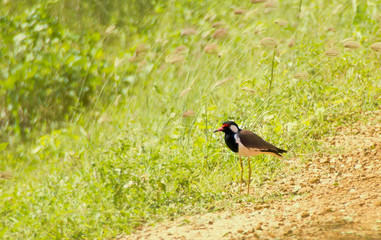 red-winged blackbird