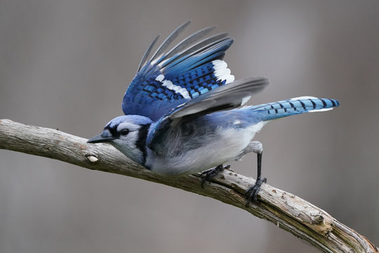 1 931 Best Blue Jay Flying Images Stock Photos Vectors Adobe Stock 1 931 Best Blue Jay Flying Images Stock Photos Vectors Adobe Stock