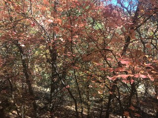 autumn in the forest