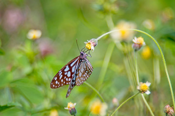 butterfly on a flower