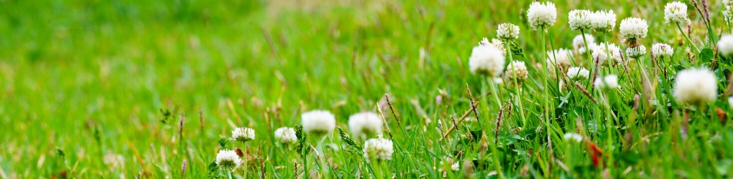 Panoramic view of white clover flowers on green color bokeh background. green grass background