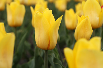 Fototapeta premium Flowerbed of yellow tulips in the park. Closeup