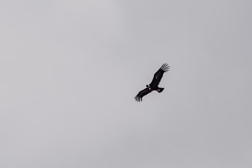 Condor is a bird at risk of extinction, it lives in Andes mountains, it is a national symbol of Chile