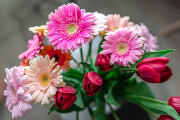Pink gerberas and red tulips in close-up view
