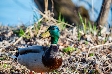 Wild duck near the river 