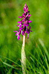 wild Orchidaceae