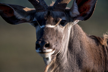 kudu photographed in South Africa. Picture made in 2019.