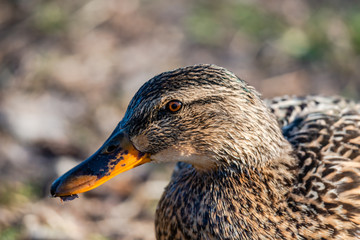 Wild duck near the river 