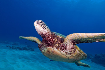 Hawaii Sea Turtle swimming underwater