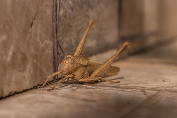 grasshopper on a wooden background