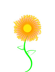Golden Sunshine flower on a white background
