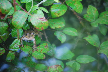 Happy Frog in Pond Portrait