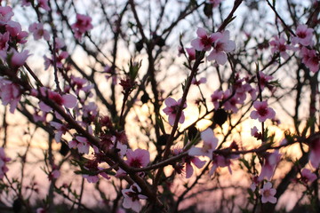 sunset in the park