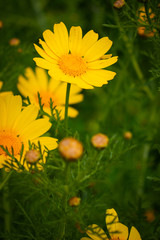 fleur Anthemis_12