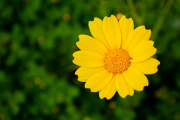 fleur Anthemis_3
