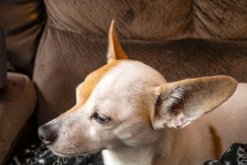 Distinctive small dog #6