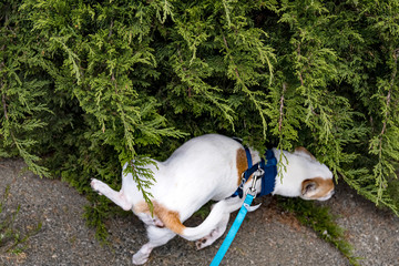 Distinctive small dog #5