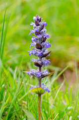 Ajuga reptans is commonly known as bugle