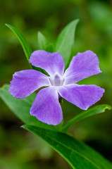 vinca major