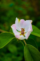 Obraz premium Fleur de coin, cognassier_4