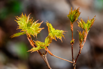 Springtime vegetation in the city park