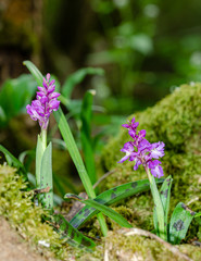 wild Orchidaceae