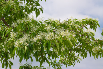 Chionanthus retusus, ヒトツバタゴ, なんじゃもんじゃ