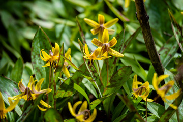 Obraz premium Trout lily flower in the city park 