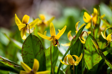 Trout lily flower in the city park 