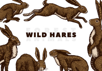 Wild hares background. Rabbits are sitting and jumping. Forest bunny. Hand drawn engraved old sketch for T-shirt, cards or banner or poster. Vector illustration. © artbalitskiy