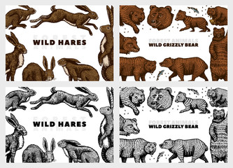 Grizzly bear and hares background. Rabbits and bunny, Brown wild animals. Hand drawn engraved old sketch for T-shirt, cards or banner or poster. Side and front view. Vector illustration.