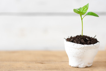 A small, green seedling in a white pot. Template for the text.