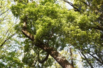 Camphor tree bark and leaves / Lauraceae evergreen tall tree