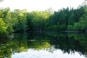 Fototapeta na wymiar Pond in the woods