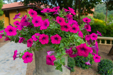 Fototapeta na wymiar Pink red bush The spittoon flower has a pinkish red color.