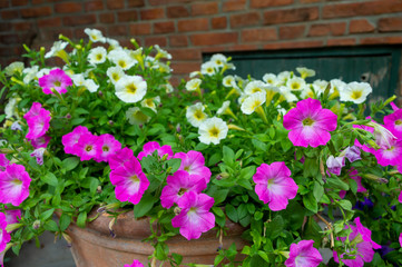 Pink and white bushes The flower features a spittoon, pink and white.