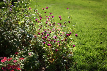 夏の花