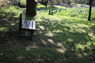 Naklejka premium 公園のベンチ