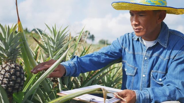 The farmer in pineapple fam, to looking data in tablet 