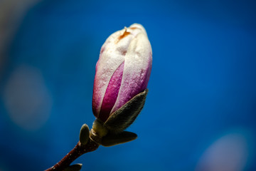 Fototapeta premium Magnolia flowering time, close-up photography 