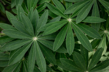 Naklejka na ściany i meble Juicy foliage of lupines. Beautiful, green patterned leaves of herbaceous plants, densely growing, creating a beautiful natural, texture background.